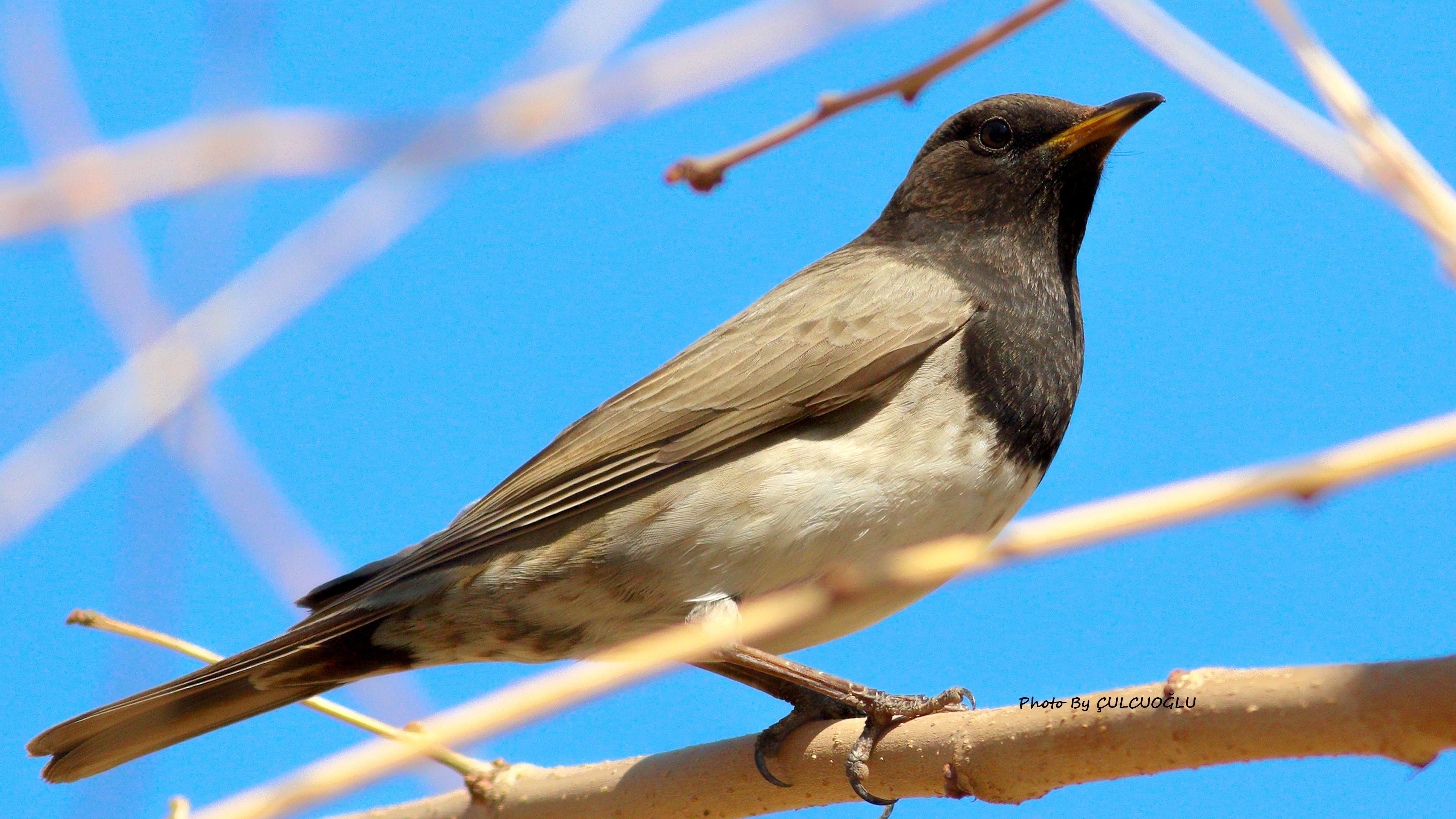 Black-throated Thrush